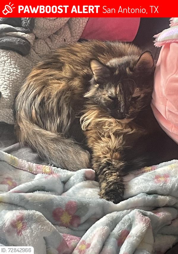 Lost Female Cat last seen Loma park , San Antonio, TX 78228