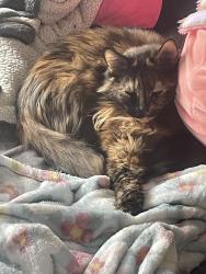 Lost Female Cat last seen Loma park , San Antonio, TX 78228