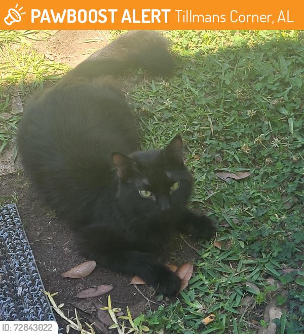 Found/Stray Unknown Cat last seen Halls Mills and Noble Dr, Tillmans Corner, AL 36619