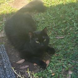 Found/Stray Unknown Cat last seen Halls Mills and Noble Dr, Tillmans Corner, AL 36619