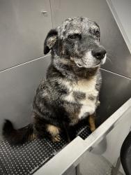 Lost Male Dog last seen Murphy ok, Murphy, OK 74352