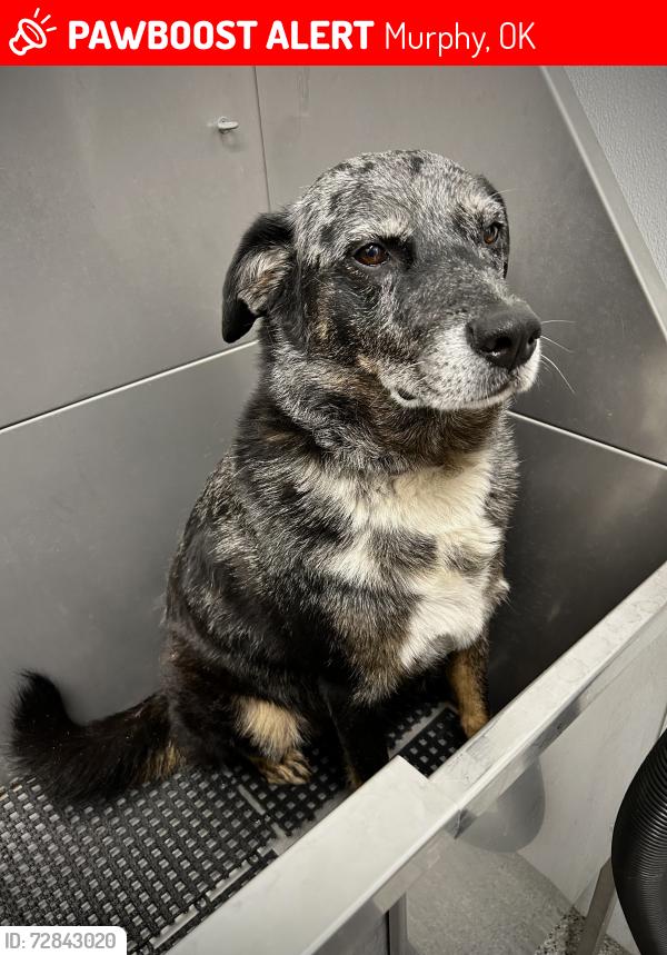 Lost Male Dog last seen Murphy ok, Murphy, OK 74352