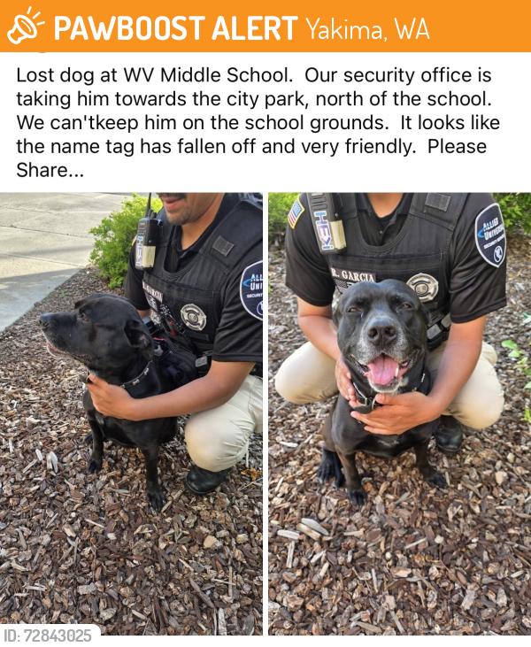 Found/Stray Male Dog last seen 72nd and Zier, Yakima, WA 98908