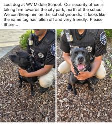 Found/Stray Male Dog last seen 72nd and Zier, Yakima, WA 98908
