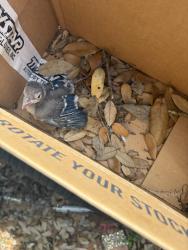Lost Unknown Bird last seen Braun/1604, San Antonio, TX 78254