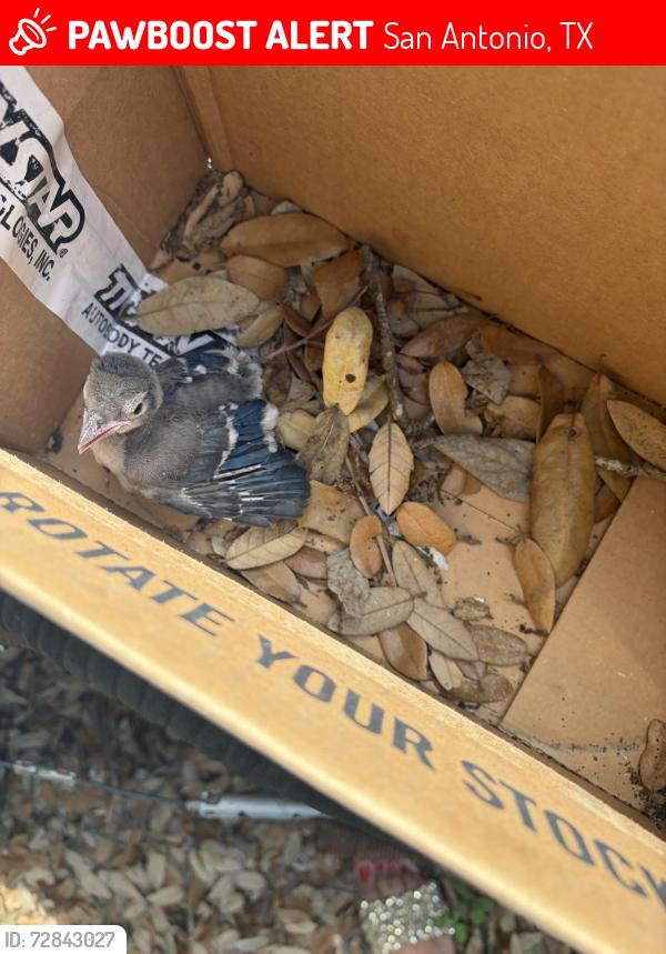 Lost Unknown Bird last seen Braun/1604, San Antonio, TX 78254