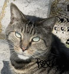 Lost Male Cat last seen Eastport Rd, Jacksonville, FL 32218