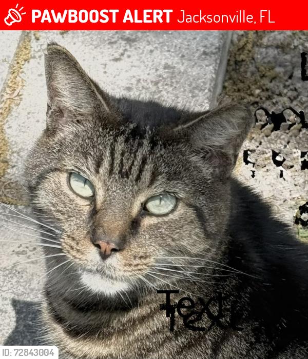 Lost Male Cat last seen Eastport Rd, Jacksonville, FL 32218