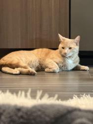 Found/Stray Unknown Cat last seen King George and Page, Ann Arbor, MI 48104