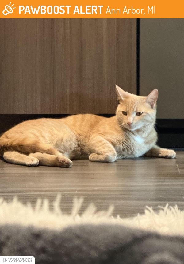 Found/Stray Unknown Cat last seen King George and Page, Ann Arbor, MI 48104