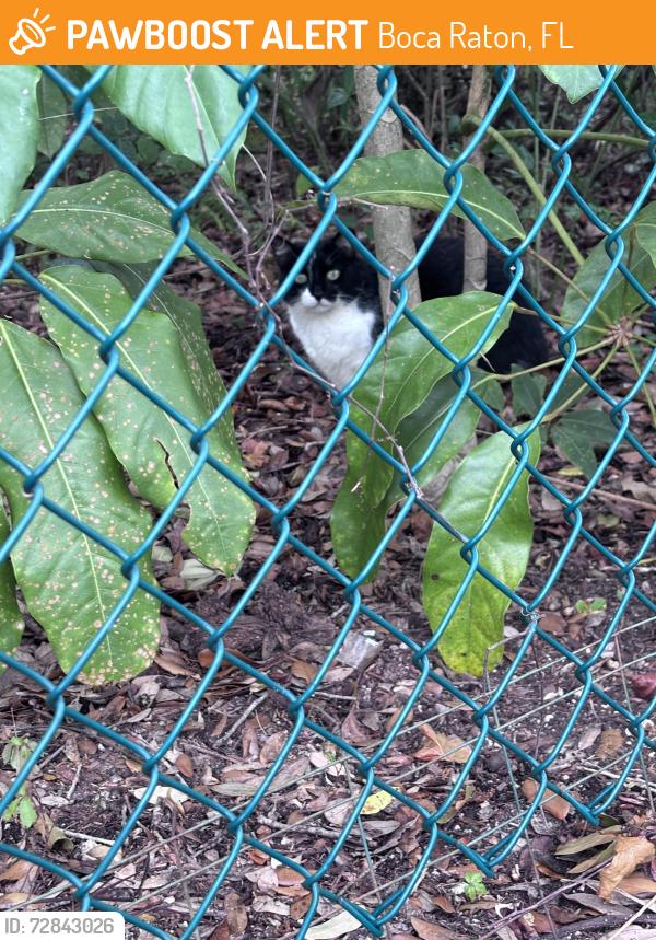 Found/Stray Unknown Cat last seen Behind jimmy johns, Boca Raton, FL 33487