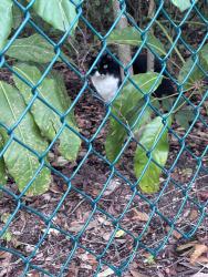 Found/Stray Unknown Cat last seen Behind jimmy johns, Boca Raton, FL 33487