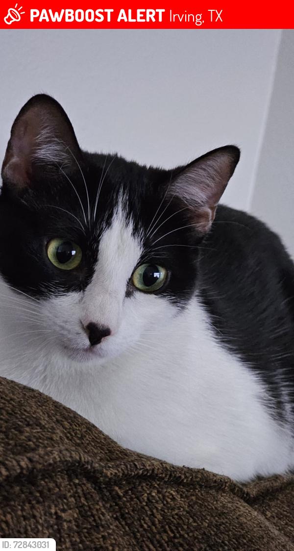Lost Female Cat last seen McArthur blvd, Irving, TX 75060
