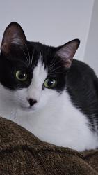 Lost Female Cat last seen McArthur blvd, Irving, TX 75060