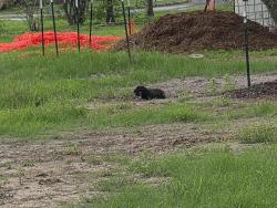 Found/Stray Unknown Dog last seen At the park, San Antonio, TX 78251