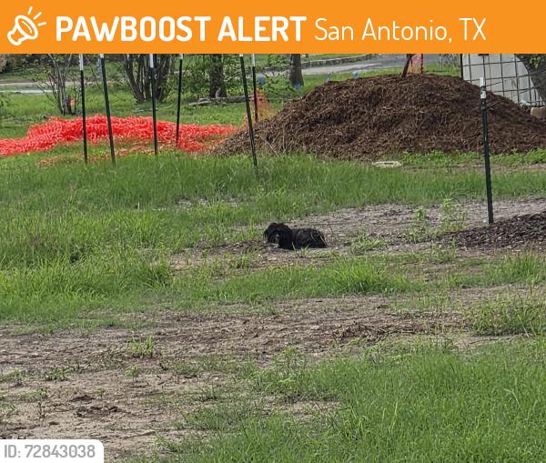 Found/Stray Unknown Dog last seen At the park, San Antonio, TX 78251