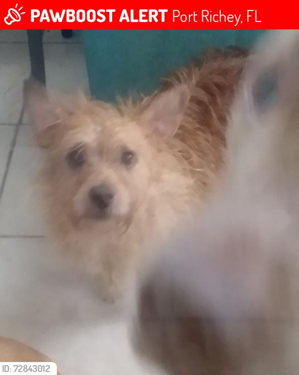 Lost Male Dog last seen Greybirch Terrace and Glover, Port Richey, FL 34668