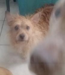 Lost Male Dog last seen Greybirch Terrace and Glover, Port Richey, FL 34668