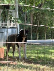 Found/Stray Male Dog last seen     Candler Rd by Dollar store (Gainesville, GA 30507), Gainesville, GA 30507