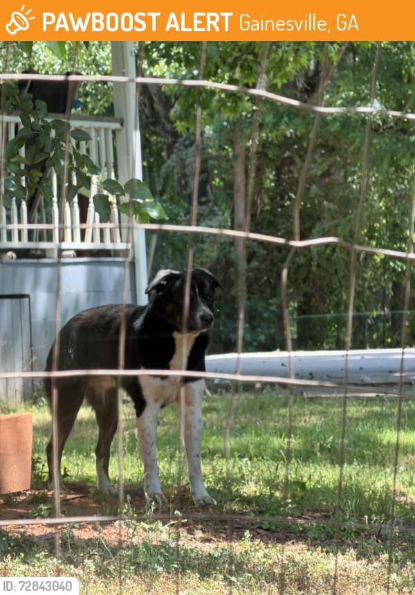 Found/Stray Male Dog last seen     Candler Rd by Dollar store (Gainesville, GA 30507), Gainesville, GA 30507