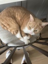 Lost Male Cat last seen Hatc and cockerham, Livingston Parish, LA 70726