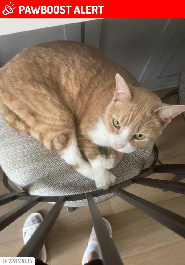 Lost Male Cat last seen Hatc and cockerham, Livingston Parish, LA 70726