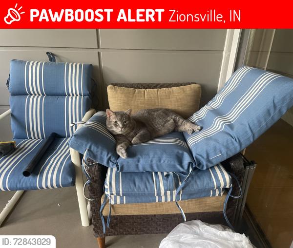 Lost Male Cat last seen In The Courtyards of Russell Oaks neighborhood , Zionsville, IN 46077