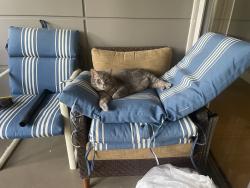 Lost Male Cat last seen In The Courtyards of Russell Oaks neighborhood , Zionsville, IN 46077