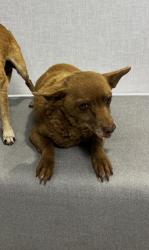 Lost Female Dog last seen Goldenwest & Mission Blvd, Riverside, CA 92509