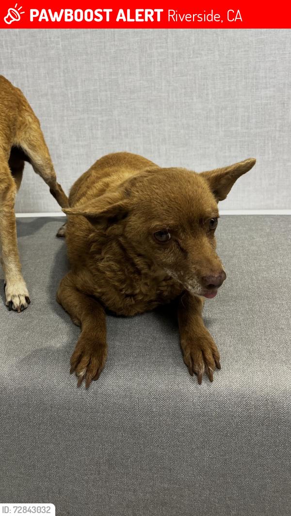 Lost Female Dog last seen Goldenwest & Mission Blvd, Riverside, CA 92509