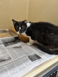 Shelter Stray Female Cat last seen Converse, TX 78109, Converse, TX 78109