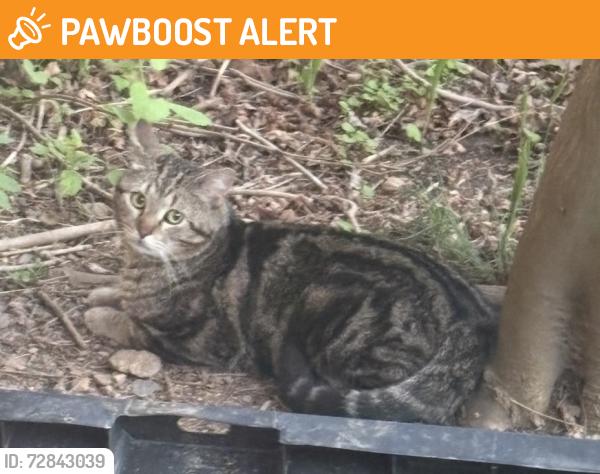 Found/Stray Unknown Cat last seen Romansville Rd., West Bradford Township, PA 19335