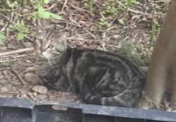 Found/Stray Unknown Cat last seen Romansville Rd., West Bradford Township, PA 19335