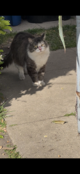 Found/Stray Unknown Cat last seen Loosmore and San Fernando , San Fernando, CA 91341