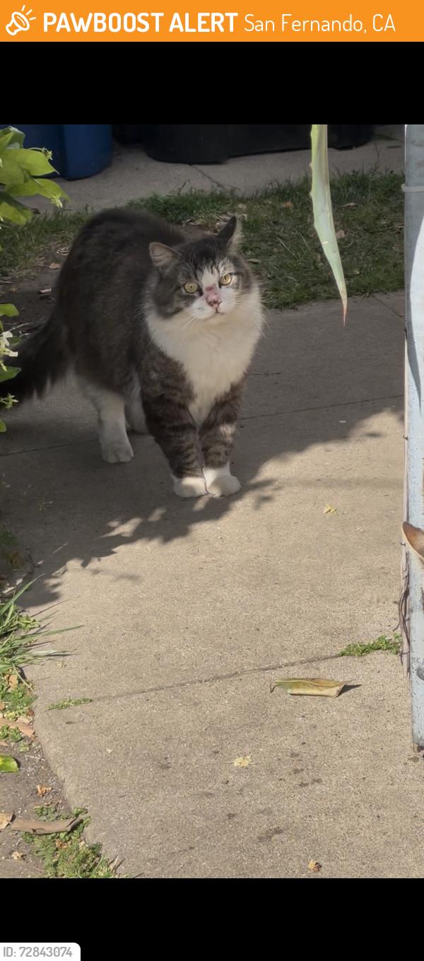 Found/Stray Unknown Cat last seen Loosmore and San Fernando , San Fernando, CA 91341
