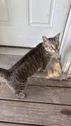 Found/Stray Unknown Cat last seen Minnesota ave and Sidney st, tower grove east , St. Louis, MO 63118