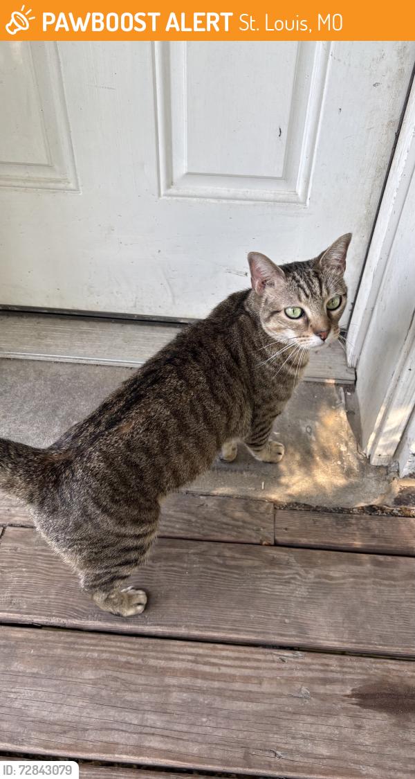 Found/Stray Unknown Cat last seen Minnesota ave and Sidney st, tower grove east , St. Louis, MO 63118