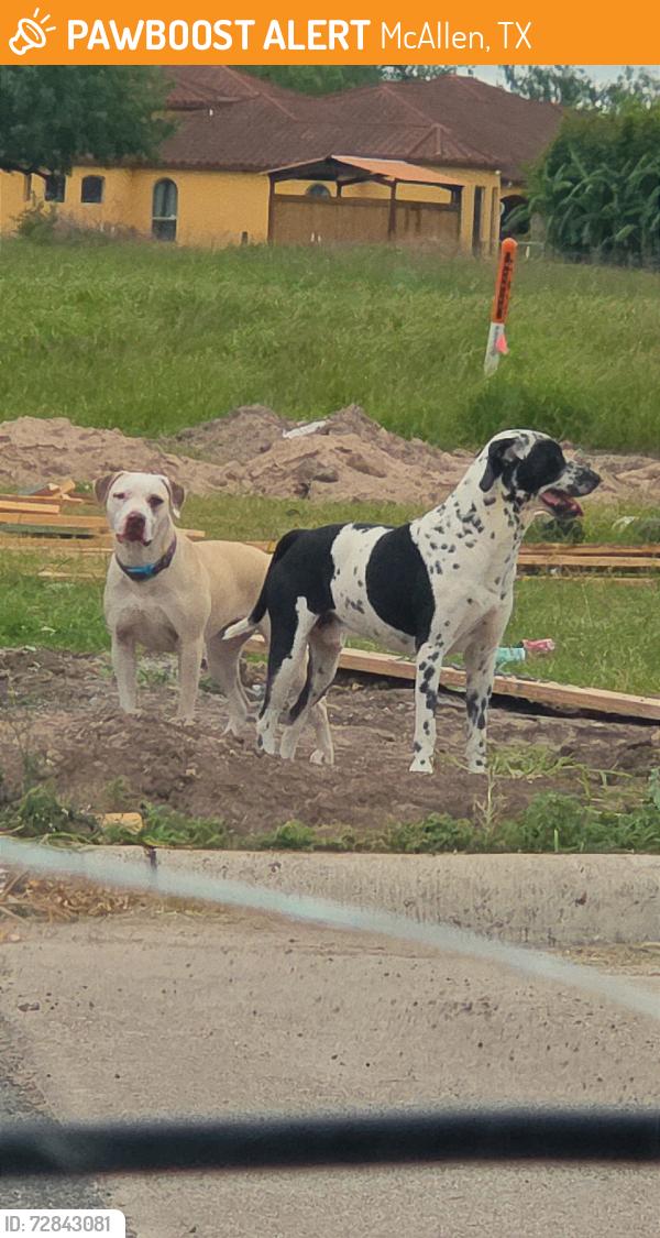 Found/Stray Unknown Dog last seen Taylor and Trenton, McAllen, TX 78501