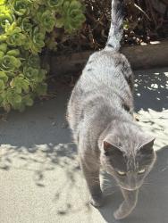 Lost Male Cat last seen Olney and Grand , San Diego, CA 92109