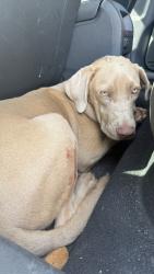 Found/Stray Male Dog last seen North I35 access road, Ganzer exit, Denton, TX 76201