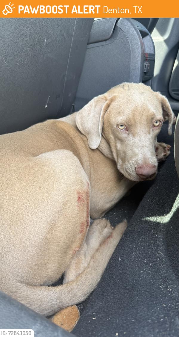 Found/Stray Male Dog last seen North I35 access road, Ganzer exit, Denton, TX 76201