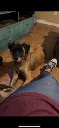 Lost Male Dog last seen Walthourville, Allenhurst , Allenhurst, GA 31333