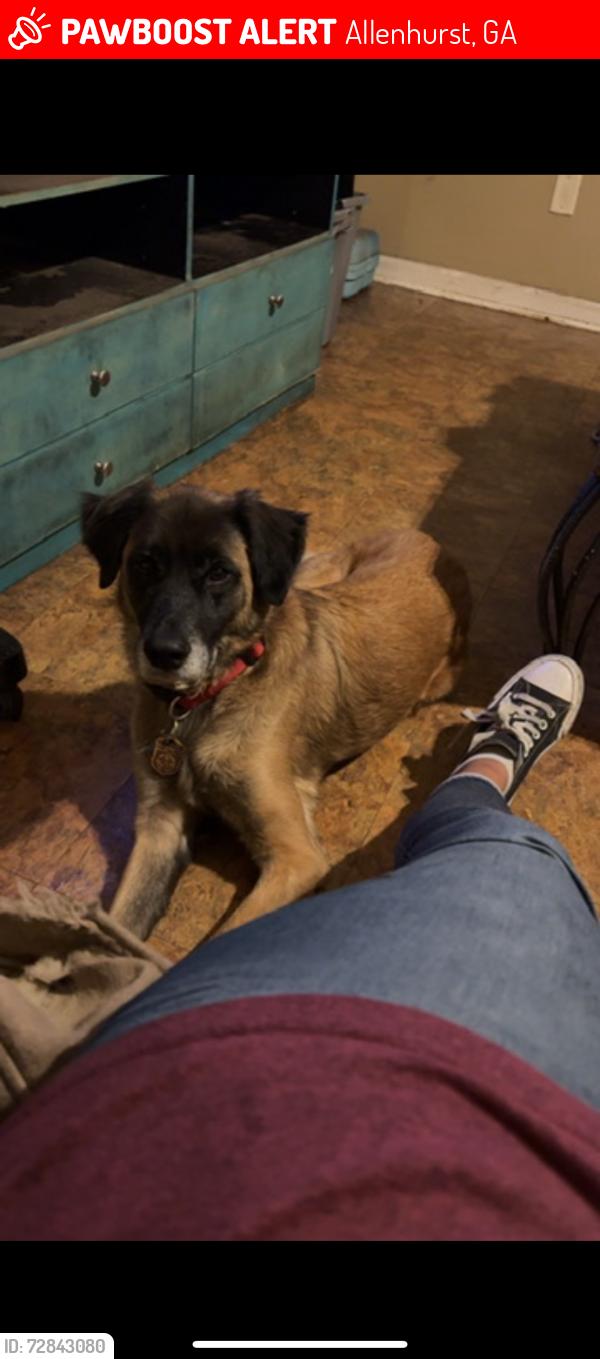 Lost Male Dog last seen Walthourville, Allenhurst , Allenhurst, GA 31333