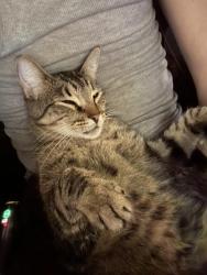 Lost Male Cat last seen East prospect ave , Washington, PA 15301