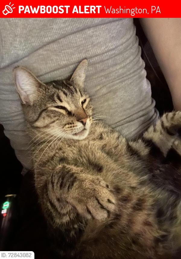 Lost Male Cat last seen East prospect ave , Washington, PA 15301
