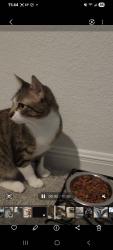 Lost Female Cat last seen Tavern drive, Pflugerville, TX 78660