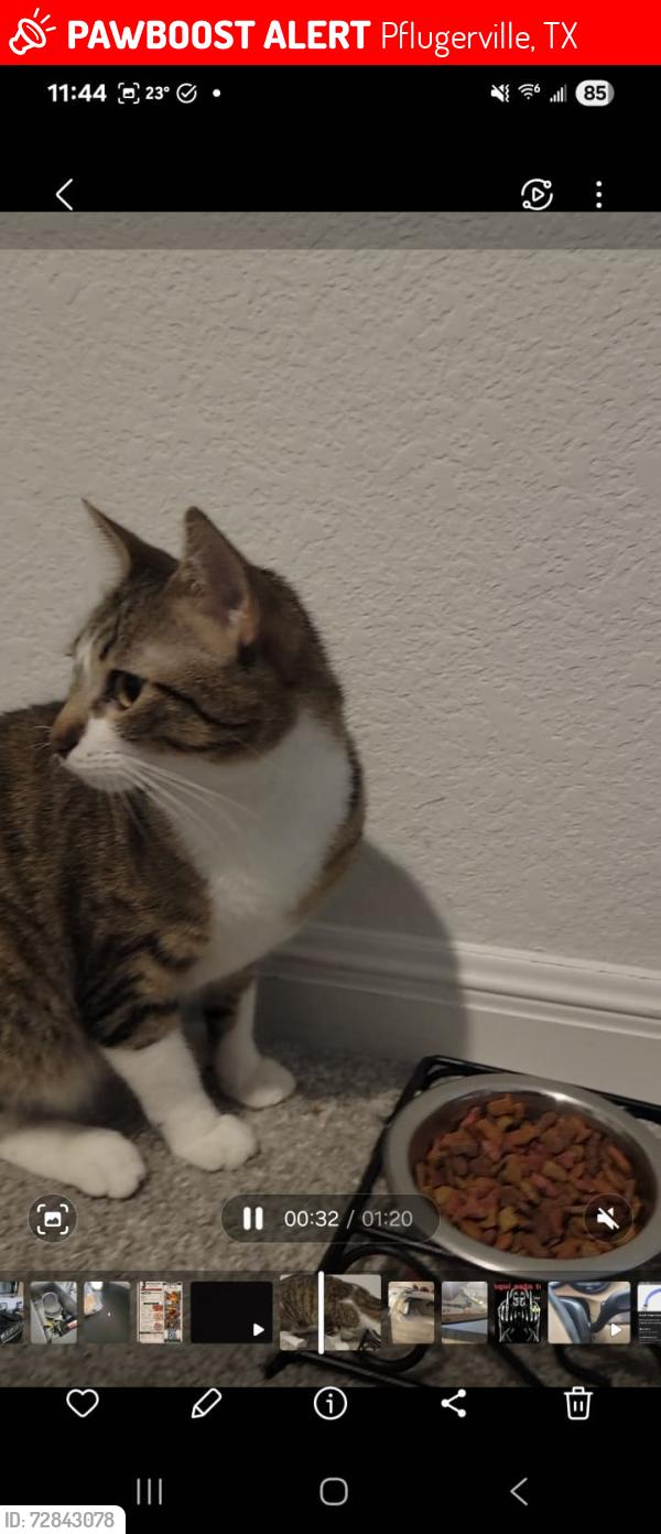 Lost Female Cat last seen Tavern drive, Pflugerville, TX 78660
