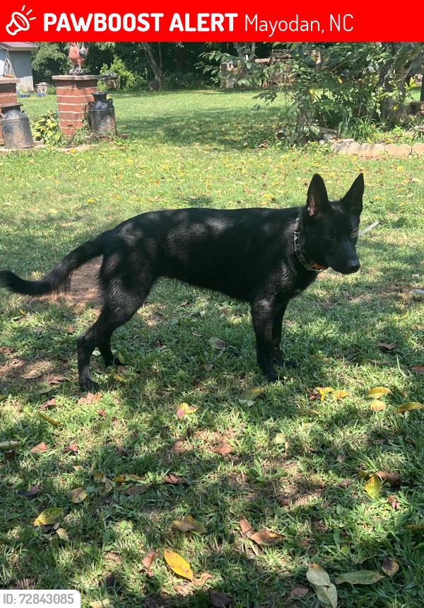 Lost Female Dog last seen Little Ray’s on 770 at Glenn Chapel Church Rd , Mayodan, NC 27027