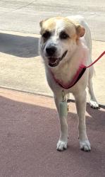 Found/Stray Male Dog last seen Spring Creek and El Pastel, Dallas, TX 75248