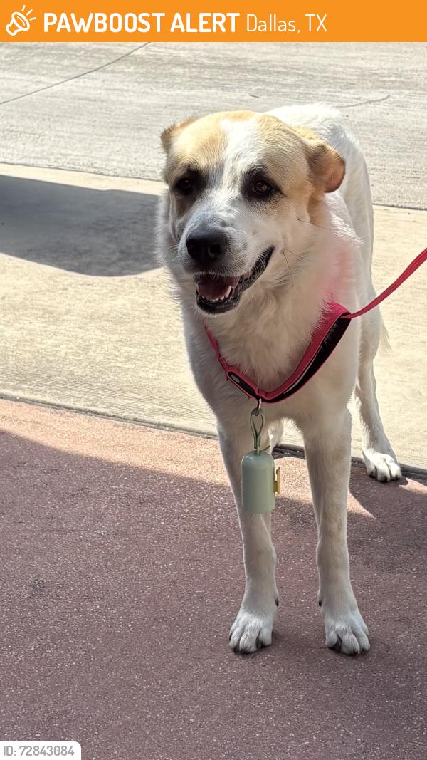 Found/Stray Male Dog last seen Spring Creek and El Pastel, Dallas, TX 75248